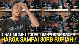 PASAR BURUNG ! GAWAT OBRAL KACER BAHAN SAMPAI 80RB RUPIAH DI PASAR BURUNG PRAMUKA HARI INI 