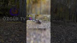 Ayıyla Karşılaştı, Kürtçe Diyaloğu Ise Gülümsetti