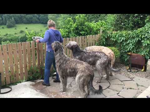 A Day in the Life: Irish Wolfhound Edition