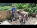 A Day in the Life: Irish Wolfhound Edition の動画、YouTube動画。