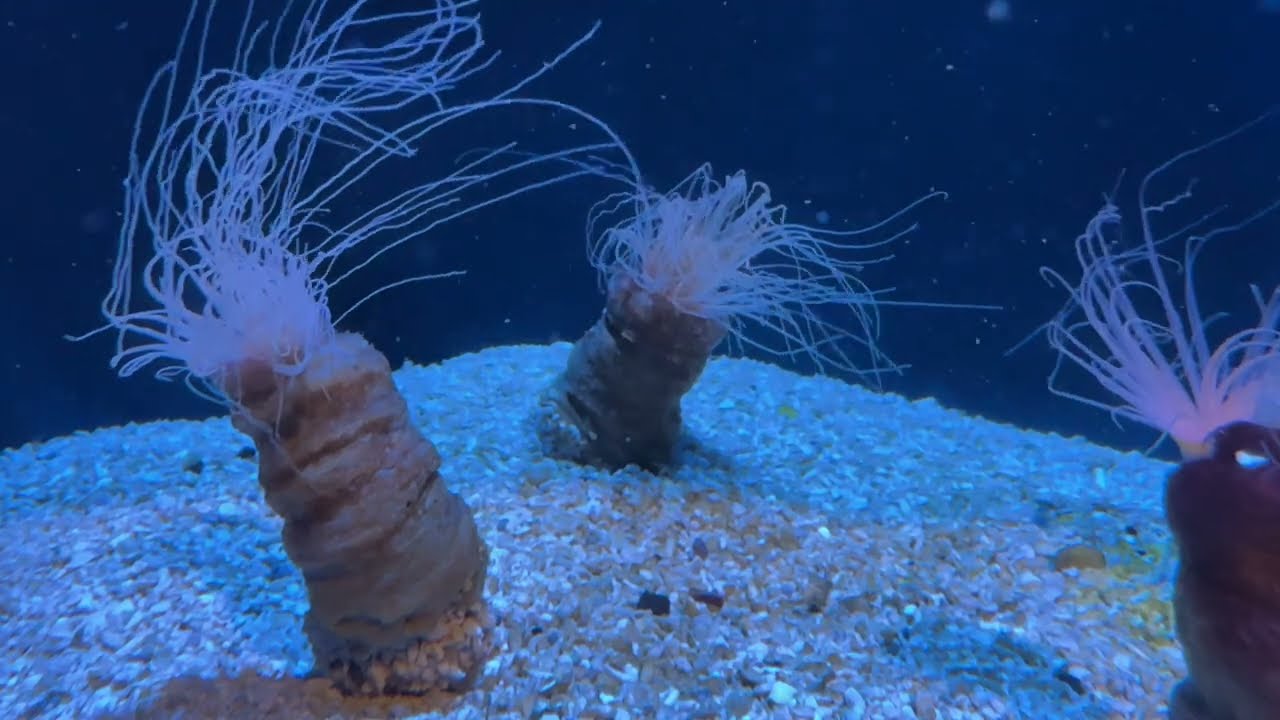 AMM - Parental Guidance