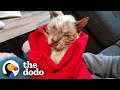 Scruffy-Looking Cat Turns Into A Blue-Eyed Beauty | The Dodo