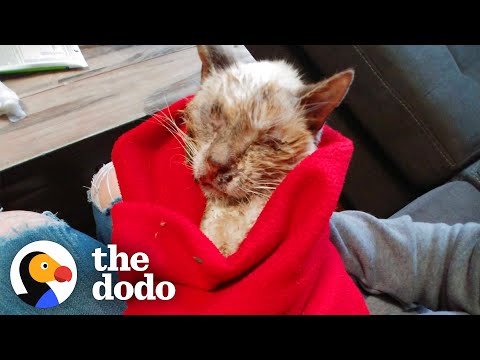 Scruffy-Looking Cat Turns Into A Blue-Eyed Beauty | The Dodo