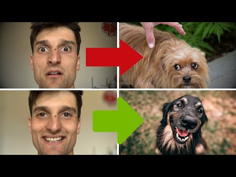 Video: Perché il mio cane si sta irrigidendo?