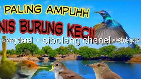 Pikat paling ampuh untuk segala jenis burung kecil,, suara kutilang tarung kombinasi burung kecil"
