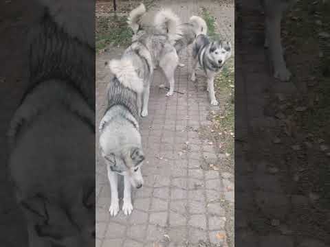 теперь понятно выражение "собачиться" 😂🐺 #хаски #собаки #животные #Москва #husky