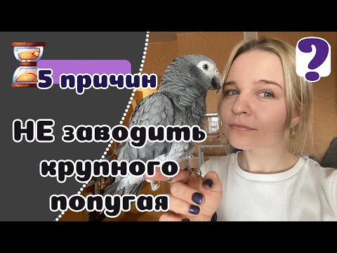 5 причин НЕ заводить большого попугая. Говорящая Бестия!