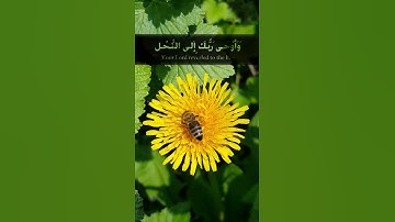 وأوحى ربك إلى النحل || بصوت القارئ فارس عباد