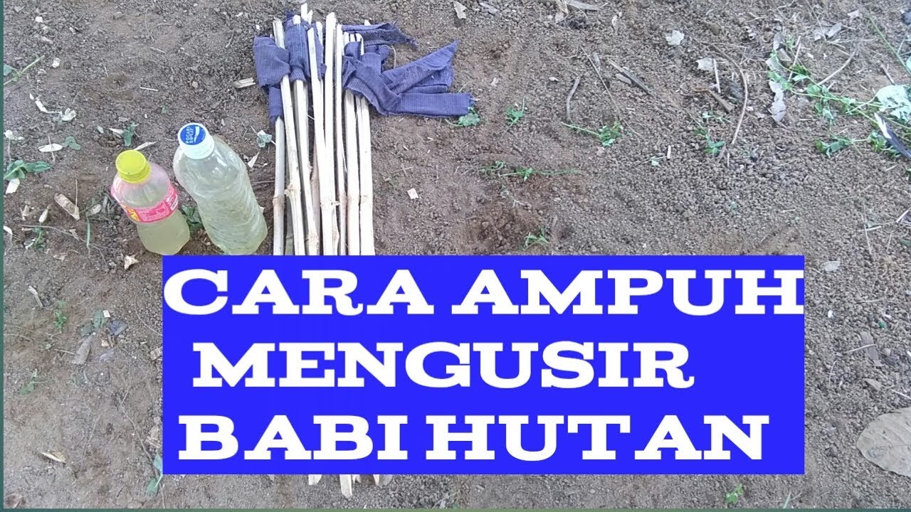 cara mengusir babi hutan [how to drive away wild boar ...