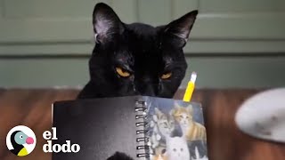 El diario de un gato travieso | El Dodo