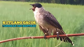 Suara Burung Kutilang Gacor Sejalur panggilan pemikat ampuh @Smstachanel