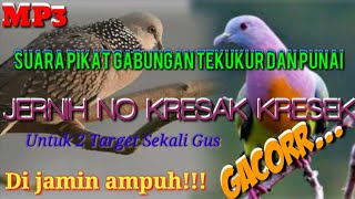 SUARA PIKAT GABUNGAN TEKUKUR DAN PUNAI COCOK UNTUK BERBURU DUA TARGET SEKALI GUS