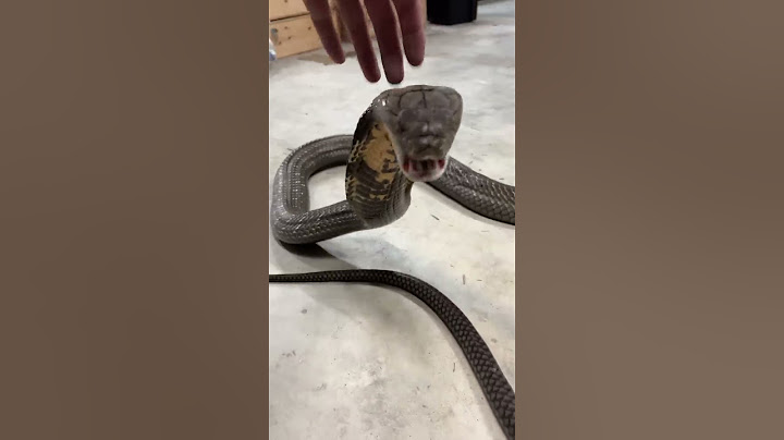 King Cobra ROAR! #shorts