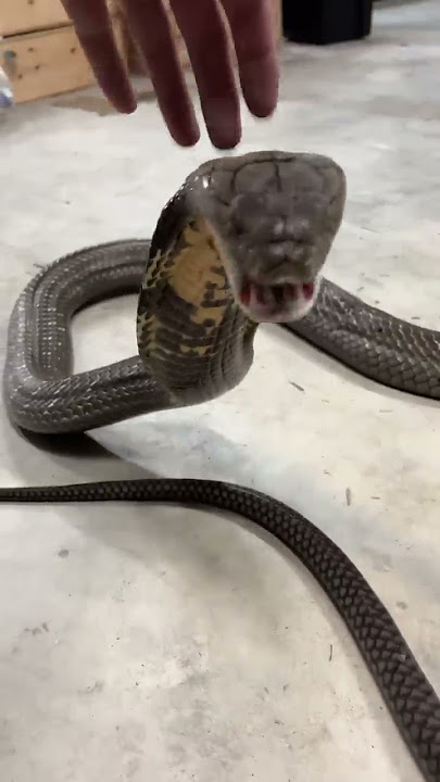 King Cobra ROAR! #shorts