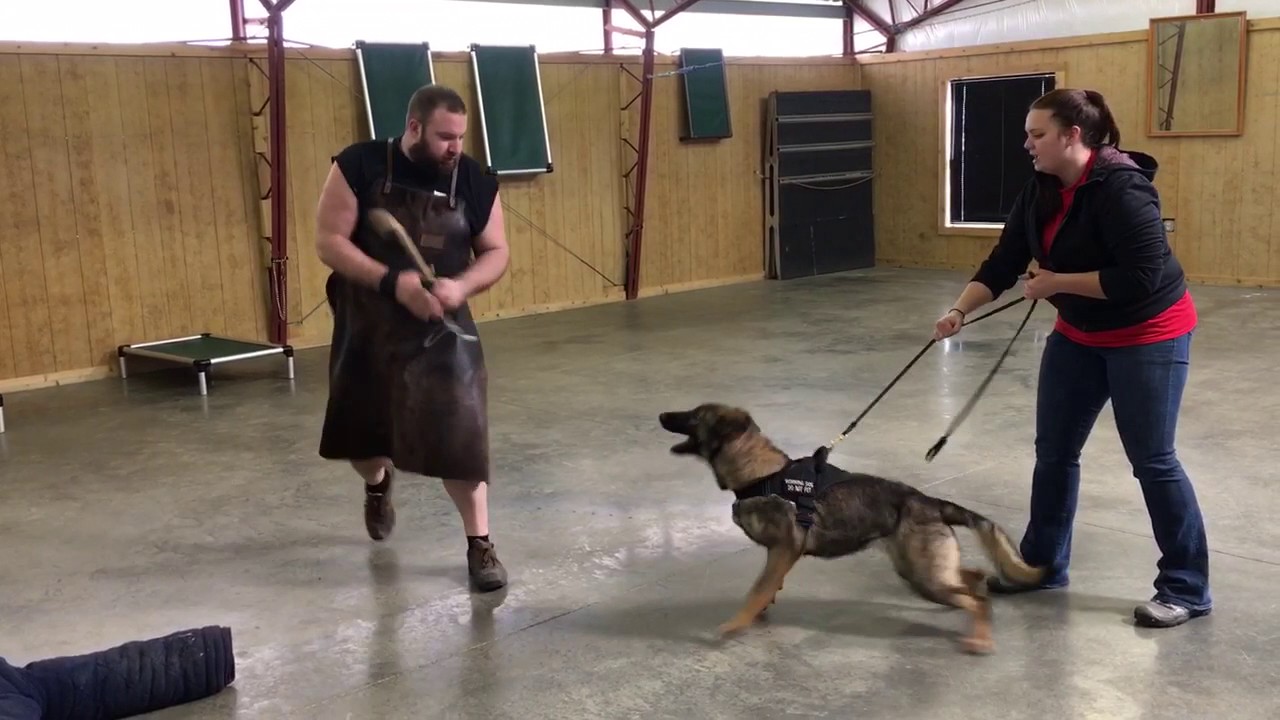 camera iphone 8 plus apk Beautiful Sable German Shepherd 