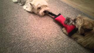 Westie and cairn terriers playing with toys