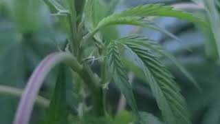 Outdoor Cannabis Grown in Ontario S.2 E1