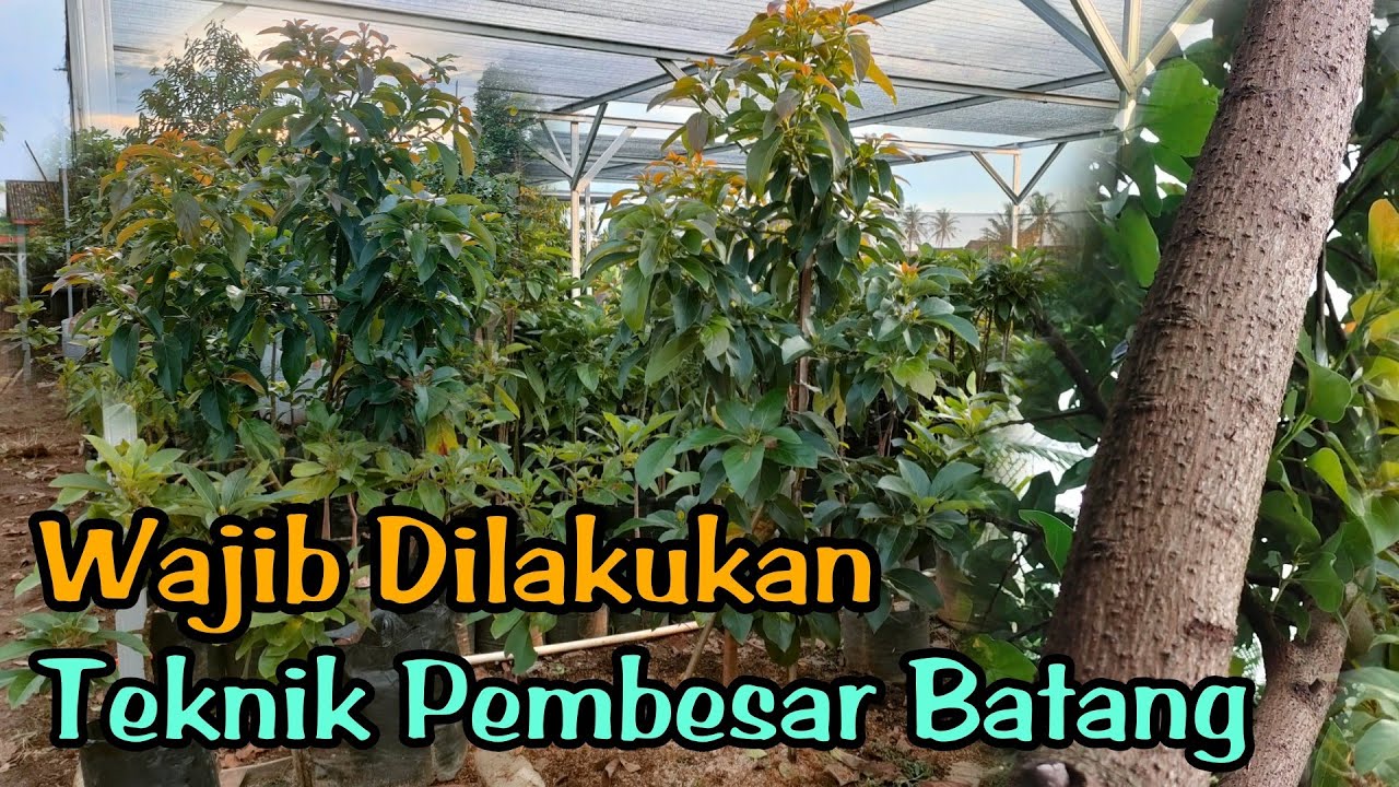 Teknik Cepat Membesarkan Batang Alpukat Dengan Mudah