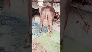 cow murrah viral shorts