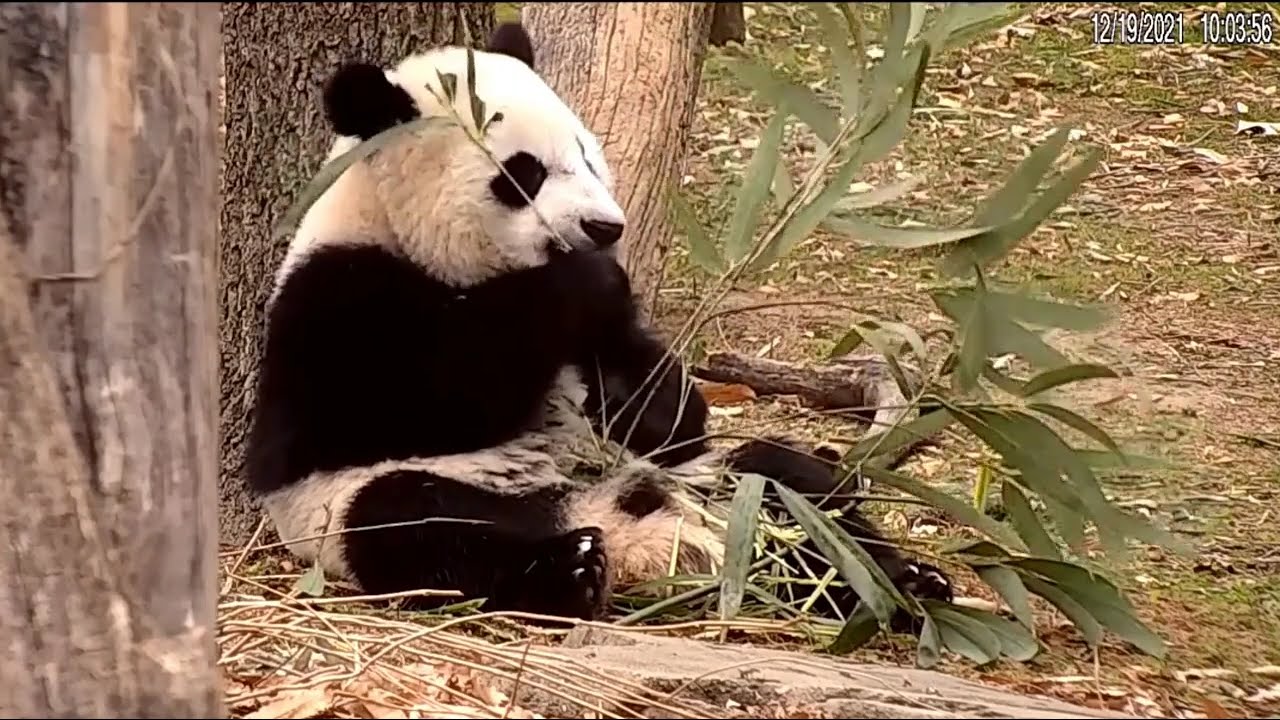 Throwback: Panda Boy Xiao Qi Ji Munching Bamboo Like Pro 大熊猫