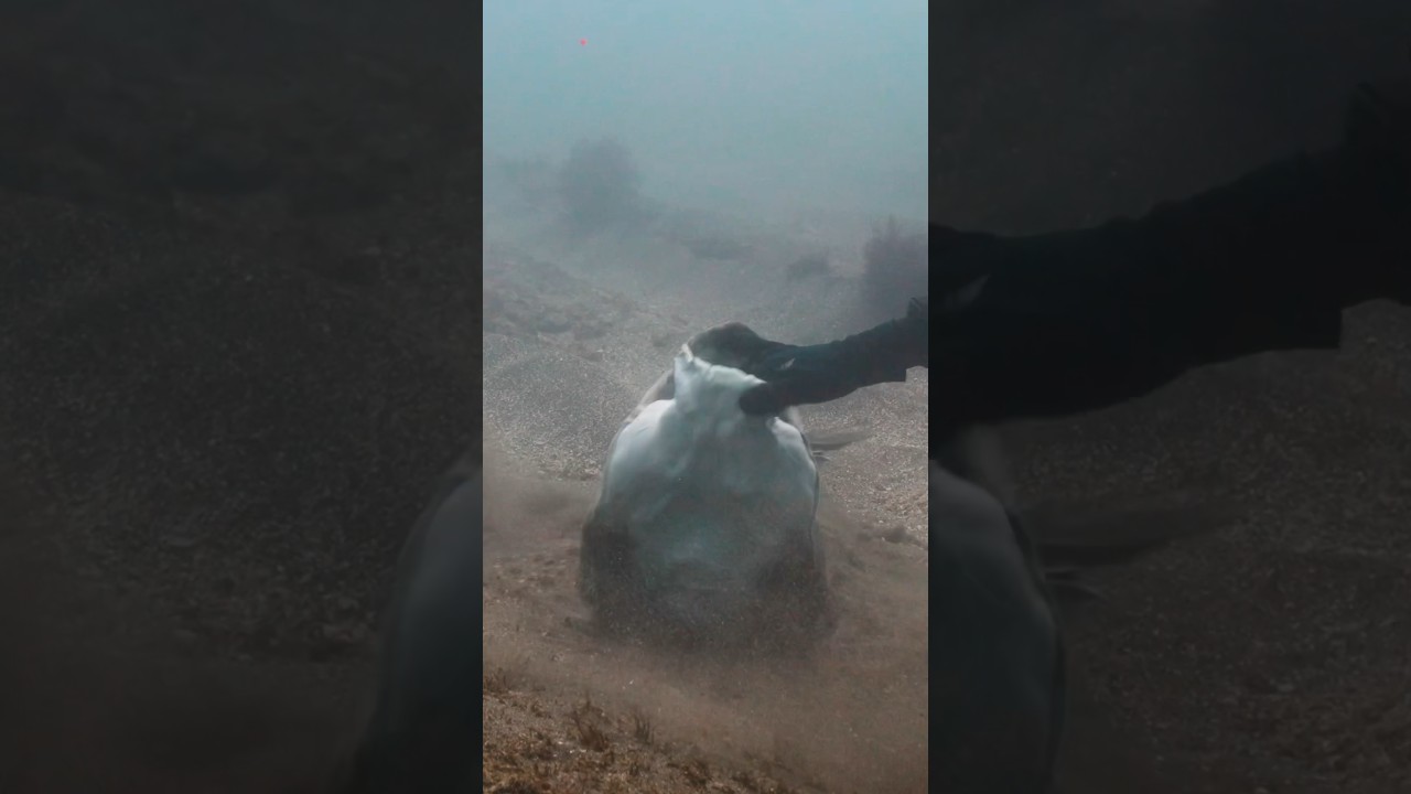 Searching for a Rare Shark in Japan - YouTube