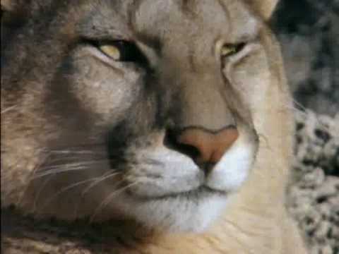 Puma. El león de los Andes 2 6 -