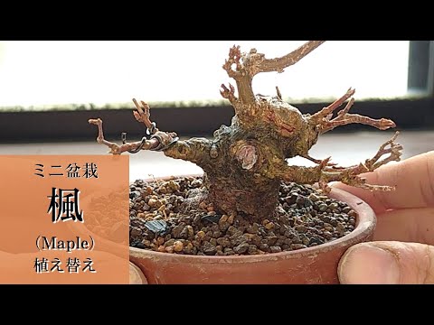 な*ず様 楓　小品盆栽　迫力の根張 な*ず様 楓 小品盆栽 迫力の根張 な*ず様 楓