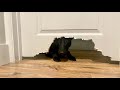 Dog eats door doglife dog anxiety