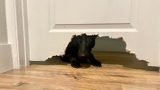 Dog Eats Door #doglife #dog #anxiety