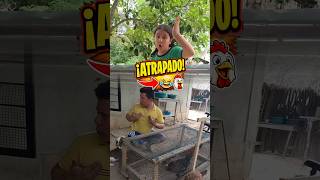 🐔🚨 Exponiendo a un ladrón de gallinas #parati #chiste #humor #comedia #gallinas #humorabsurdo
