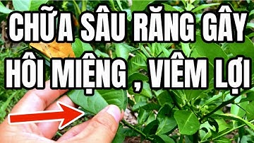 CHỮA SÂU RĂNG Gây Hôi Miệng Và Viêm Lợi Bằng Lá Chanh - Cây Thuốc Đa Công Dụng Trong Y Học Cổ Truyền
