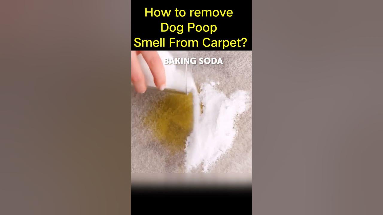 How to remove Dog Poop Smell From Carpet? Facts In Hindi YouTube