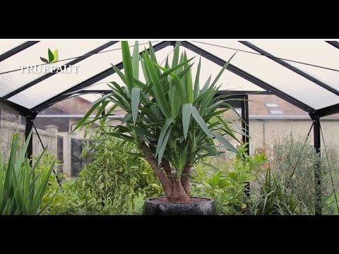 Vidéo: Yucca Vs. Plantes Dracaena: Quelle est la différence entre Yucca et Dracaena