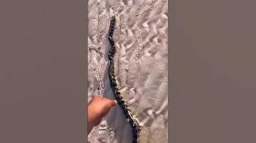 Luxury Car Edit ✨| Viral Shorts for Car Lovers 2025 #CarEdit