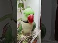 Angry Parrot Reaction 😡🐦 | Funny Pet Bird Moments 😂 | Birds Empire PK #Shorts