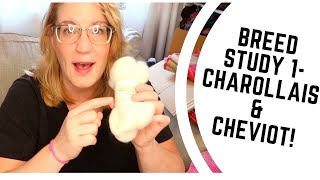 Breed Study Episode 1 - Spinning Sheep Breeds Charollais and Cheviot