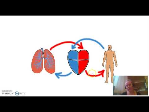 Video: Hypervolæmi I Lungecirkulationen - årsager, Symptomer Og Behandling