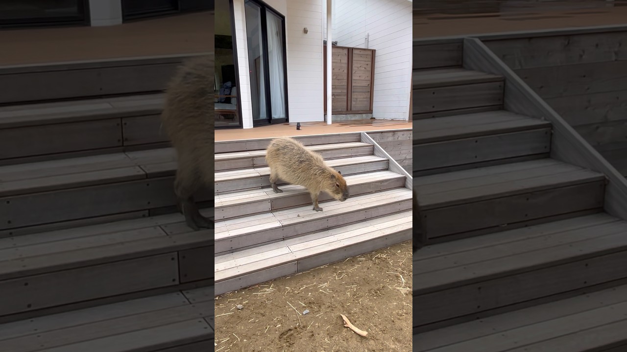 階段をおりるカピバラが可愛すぎる... #capybara #カピバラさん