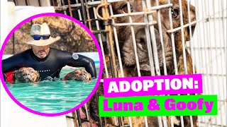 Adopt Luna & Goofy A Beautiful Bonded Pair American Staffy X Shelter Dogs