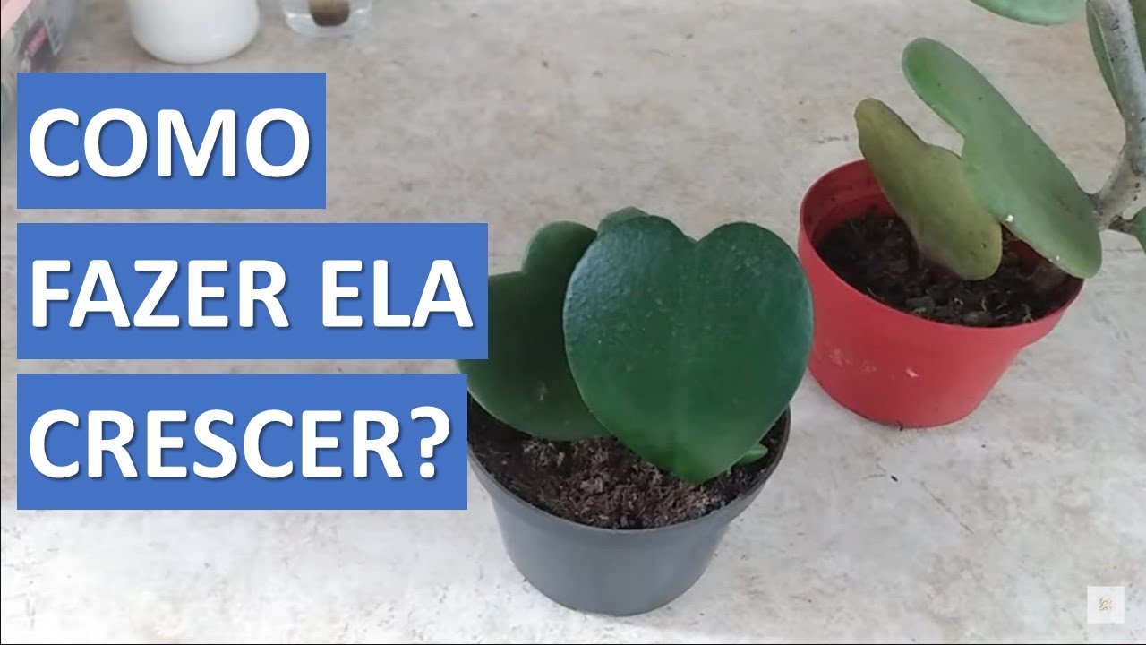 SEU CACTO-CORAÇÃO NÃO DESENVOLVE? (HOYA KERRII ou FLOR DE CERA) |  Suculentas | Canal Brota Broto - thptnganamst.edu.vn