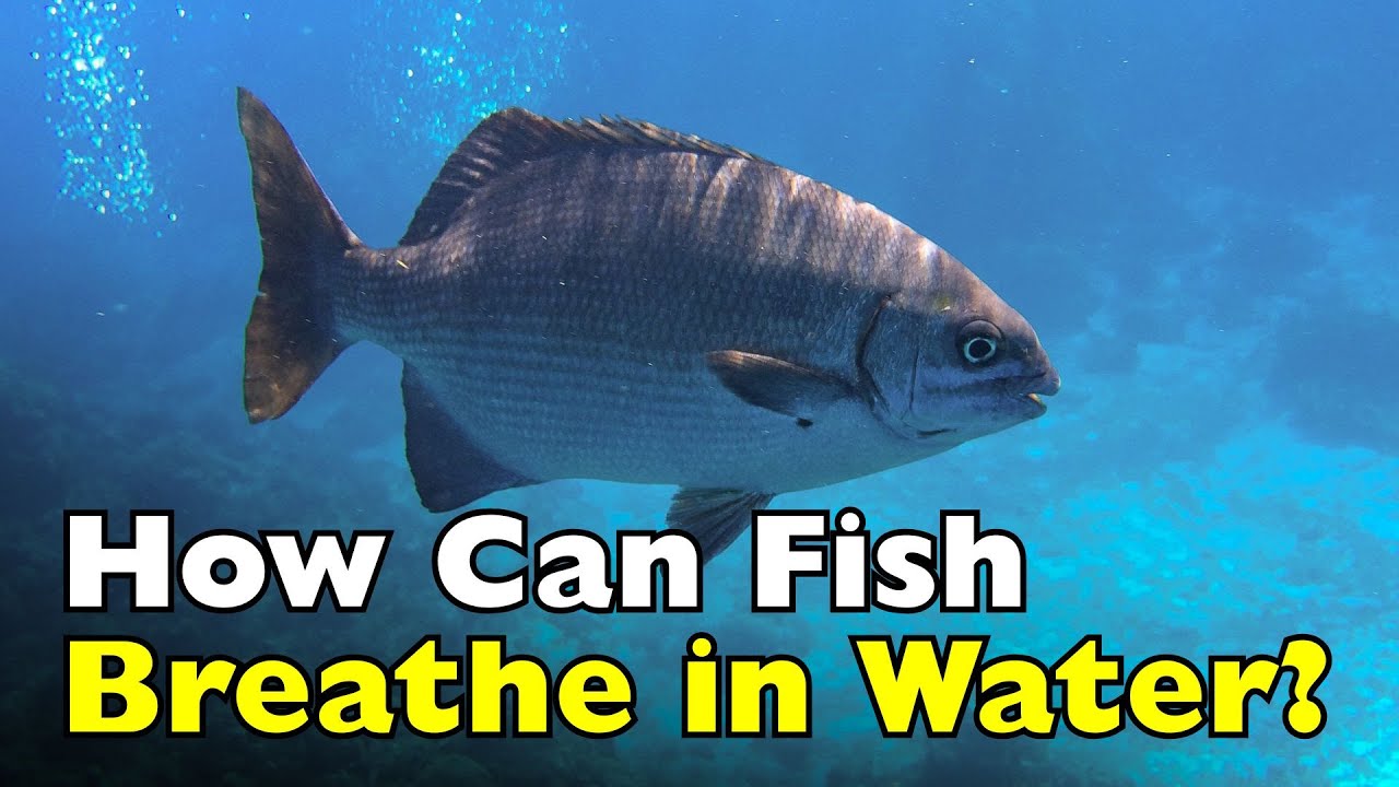 Как дышат рыбы под водой? [ID0605]