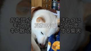 お布団から頑張って起きたのに…貰ったオヤツが気に入らずキレ散らかして二度寝する柴犬　#shorts #柴犬 #犬 #dog