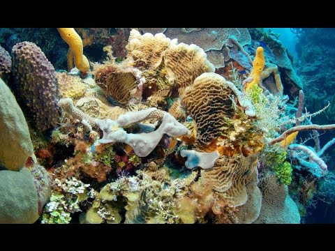 Die Karibik - Die Jäger [Doku Natur 2017] | NEU | HD
