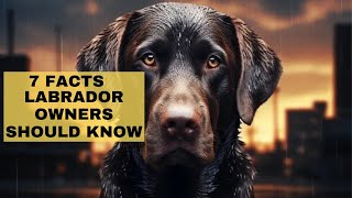 7 Things They Dont Tell You About Labrador Retrievers