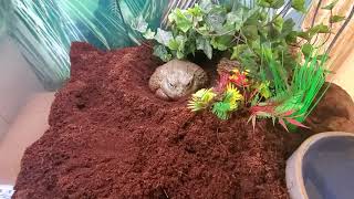 African Bullfrog Croak