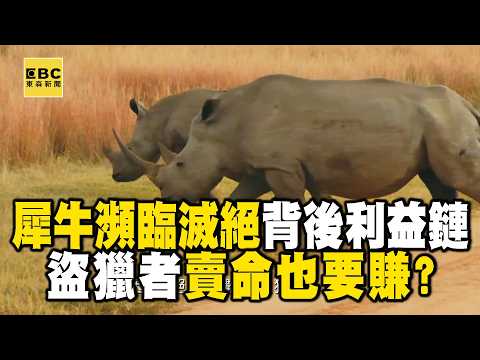 【精選】人類為取犀牛角「10年屠殺9000多隻犀牛」！盜獵者收買內鬼＋爬過電網「直擊捉拿過程」 @EARTHFOCUS_EBC ｜舒夢蘭