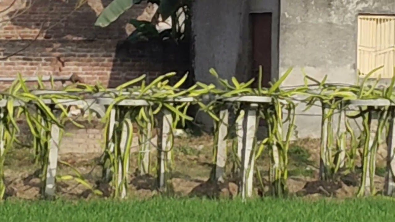 Dragon Fruit cultivation field