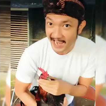 Story wa terbaru ayam petarung yang lagi viral