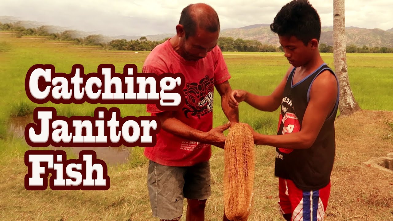 Catching Janitor Fish I Fishing Barehanded YouTube catching-janitor-fish-i-fishing-barehanded-youtube