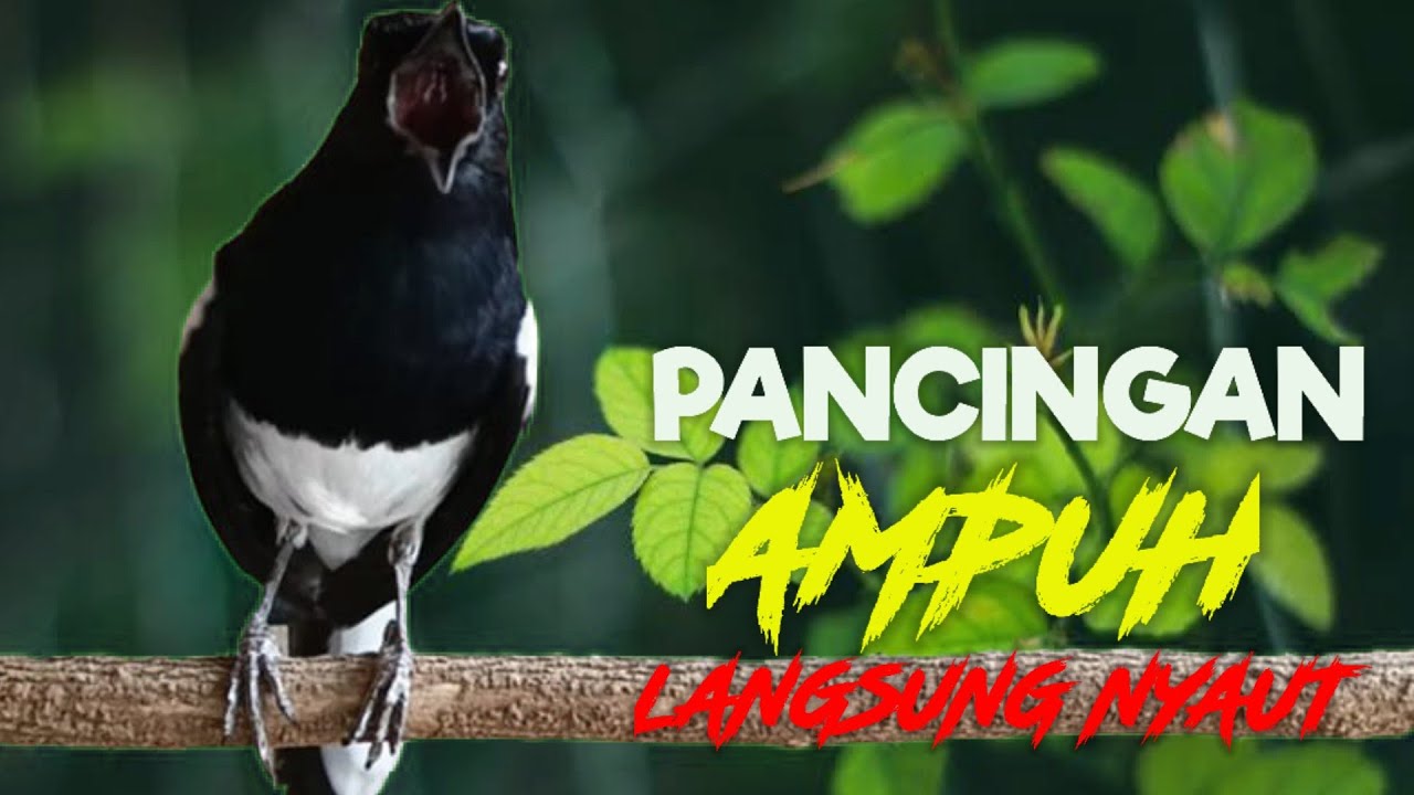 terapi kacer ngeplong, memancing kacer apasaja supaya cepat nyaut gacor